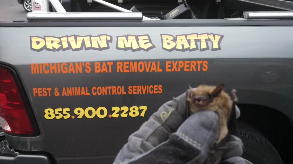 bat exclusion services