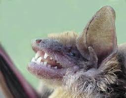 Michigan Bat Removal - Bat Exclusion