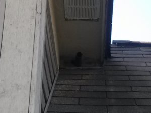 Bat exclusion in Lake Orion MI for bat removal