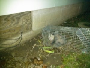 Opossum in live trap in flint mi