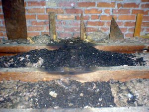 bats roosting in attic