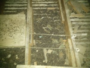 Bat removal inspection bat guano in attic Lapeer MI
