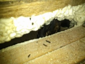 bats in attic from open ridge vent