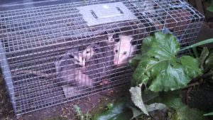 Michigan animal trapping services