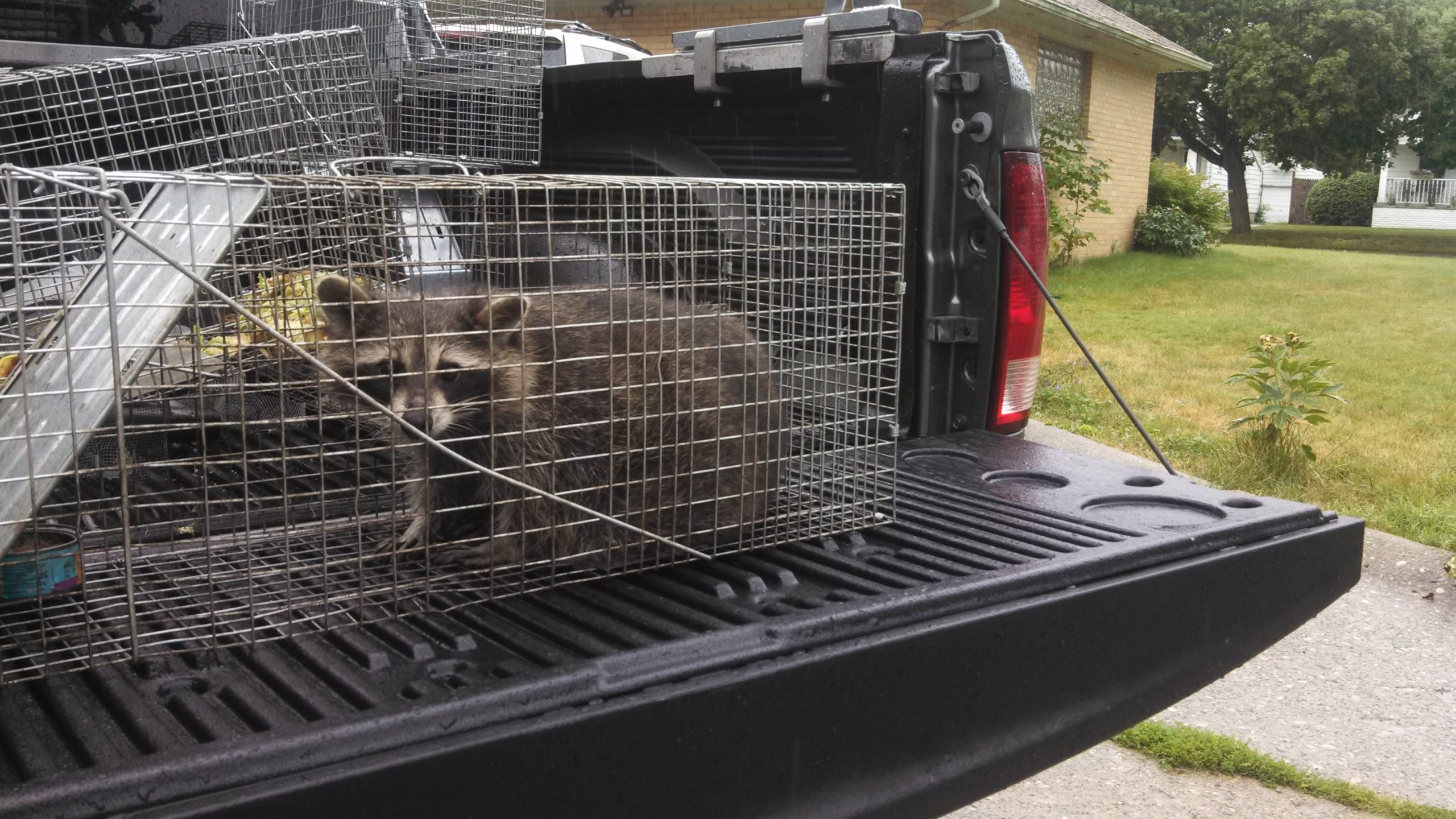 Animal Trapping Genesee County