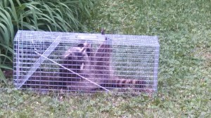 Live Animal Trapping