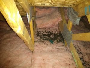 bat feces found under bat roosting area