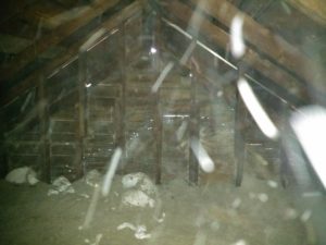 bats coming in attic space openings
