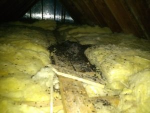 Bat colony roosting in attic space