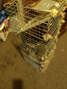 raccoon removed from attic space