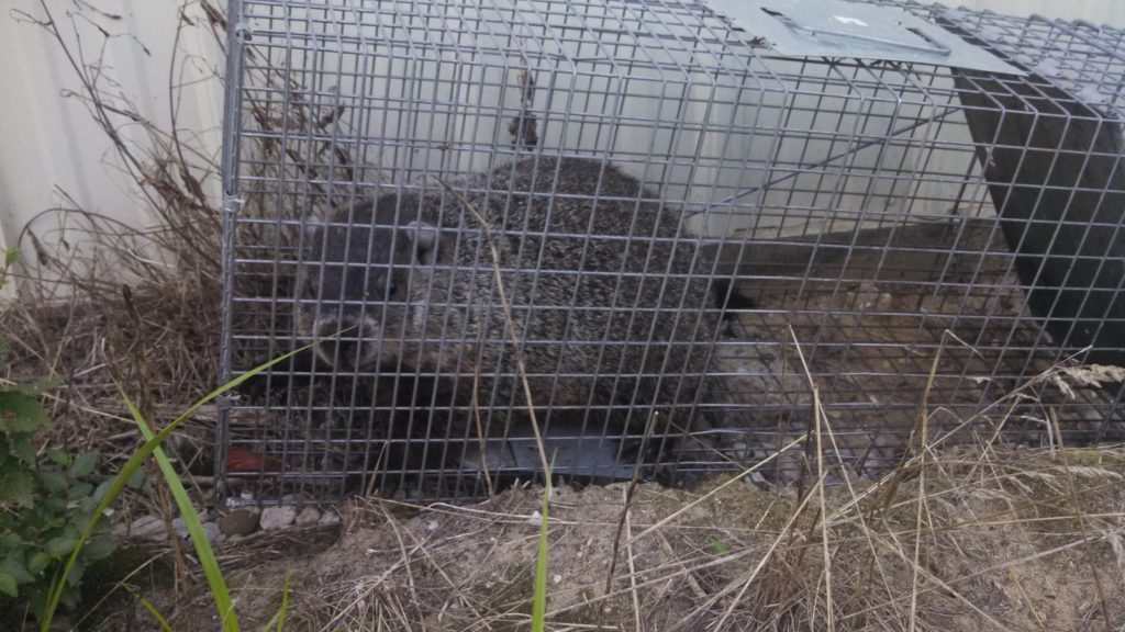 Woodchuck Groundhog Trapping Removal MI