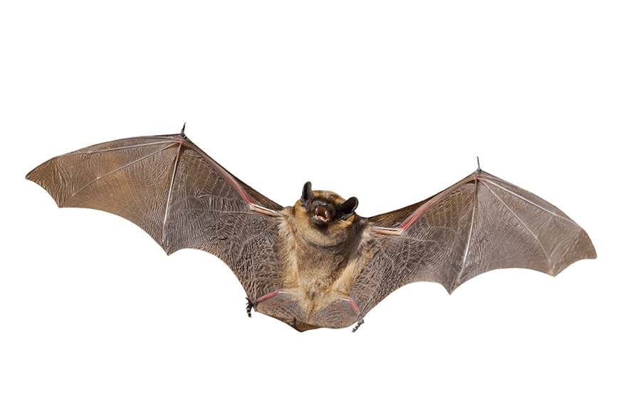 Flying Bat